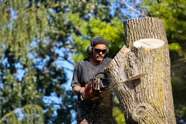Local Tree Service in Shelton Serving Homes and Businesses