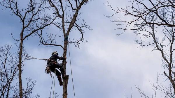 Why Homeowners Choose Shelton Tree Service for Tree Care