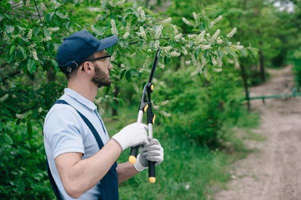 Madison Tree Pruning Tips to Keep Your Trees Safe and Beautiful